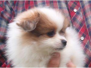 PomeranianPuppiesonadoptionThisChistmas